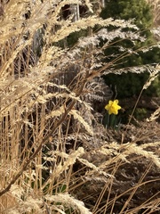 Narcissus