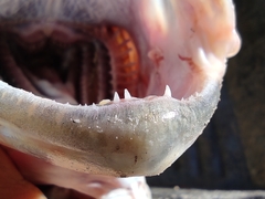Caranx caninus