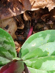 Trillium decumbens