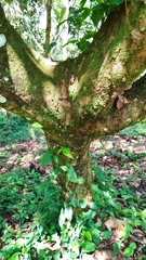 Byrsonima crassifolia