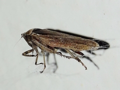 Sordana sordida