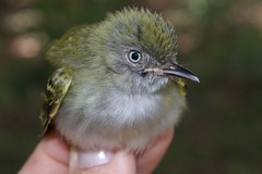 Hemitriccus griseipectus