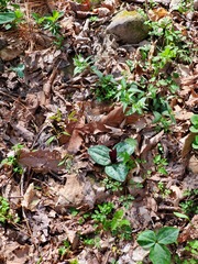 Trillium decumbens