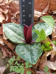 Trillium decumbens