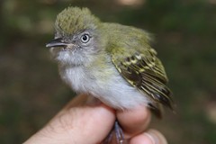 Hemitriccus griseipectus