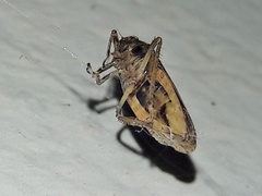 Sordana sordida