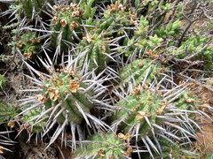 Euphorbia ferox