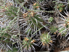 Euphorbia ferox