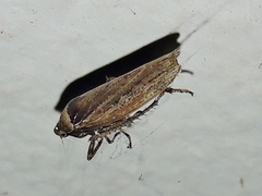 Sordana sordida