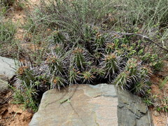 Euphorbia ferox