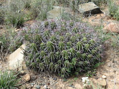 Euphorbia ferox