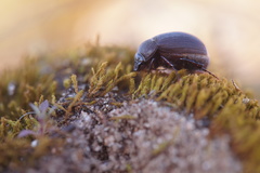 Maladera holosericea