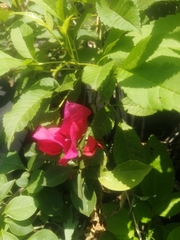 Bougainvillea