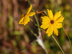 Coreopsis floridana