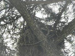 Bubo virginianus