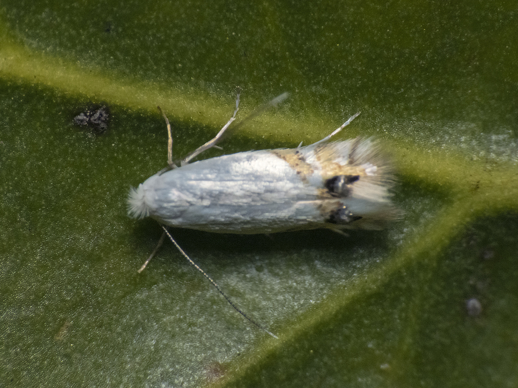 Leucoptera