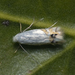 Leucoptera - Photo (c) Claudio Maureira, algunos derechos reservados (CC BY-NC-SA), subido por Claudio Maureira