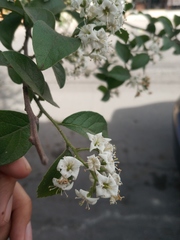 Ehretia anacua