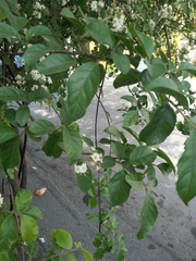 Ehretia anacua