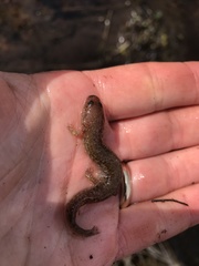 Gyrinophilus porphyriticus