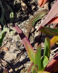 Psammodromus occidentalis