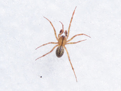 Bolyphantes alticeps