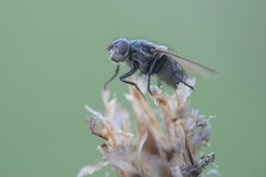 Diptera
