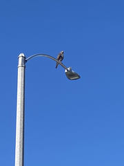 Buteo jamaicensis