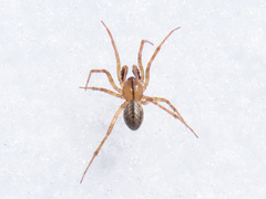 Bolyphantes alticeps
