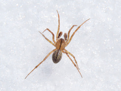 Bolyphantes alticeps