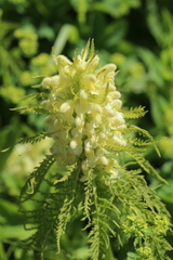 Pedicularis foliosa