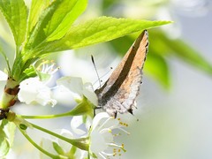 Callophrys henrici