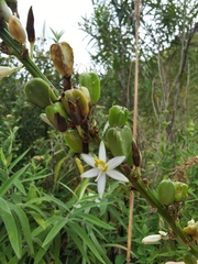 Chlorophytum bowkeri