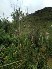 Chlorophytum bowkeri