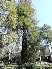 Sequoia sempervirens