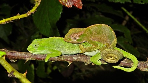 Rüppell's Desert Chameleon