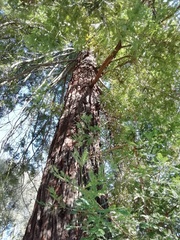 Sequoia sempervirens