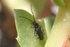Cantharis pulicaria