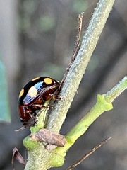 Chrysolina clarki