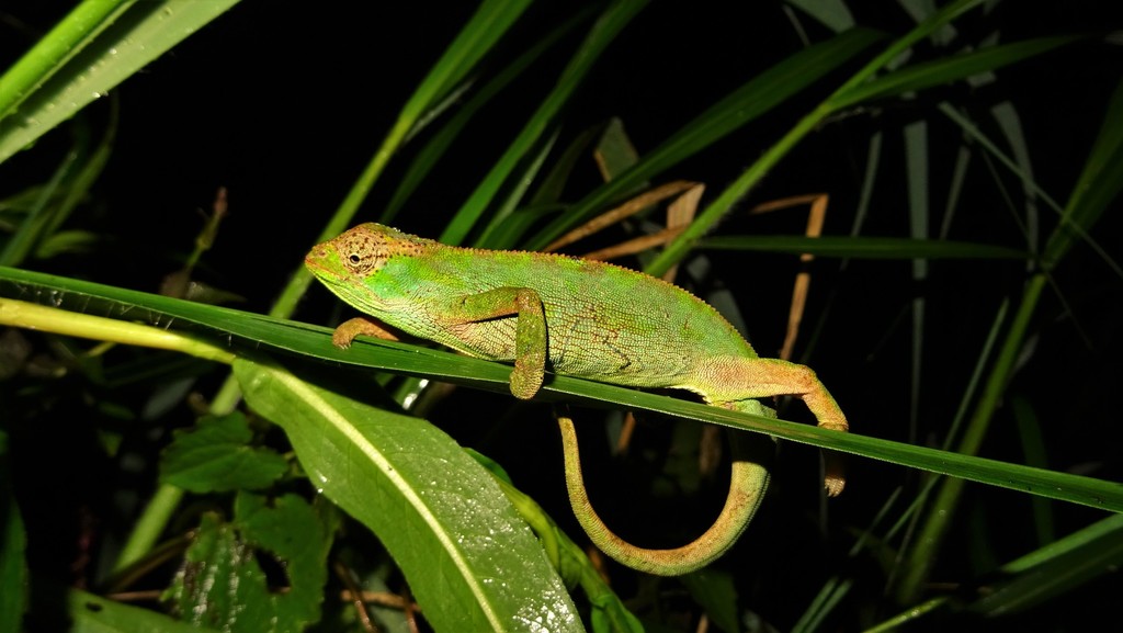 Ruppell's Desert Chameleon