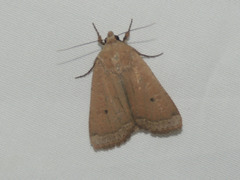 Abagrotis