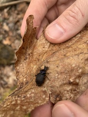 Sphaeroderus