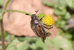 Blitopertha lineolata