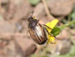 Blitopertha lineolata