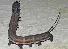 Isognathus scyron