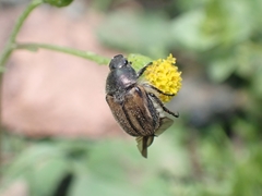 Blitopertha lineolata