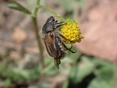 Blitopertha lineolata