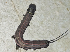 Isognathus scyron