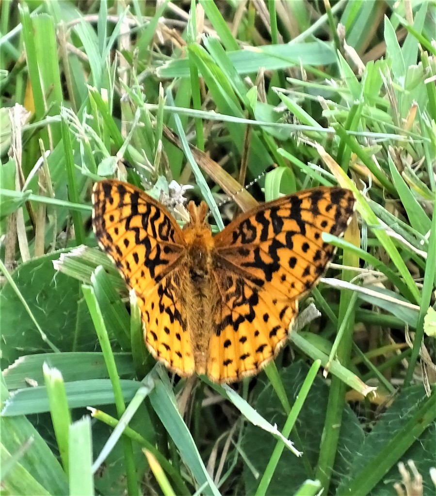Meadow Fritillary from Fairview Cemetery, Newkirk Rd, Shreve, Ohio, USA