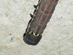 Isognathus scyron